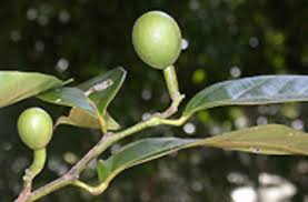 Image result for Strombosiopsis