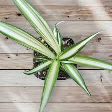 Image result for Chlorophytum pauper