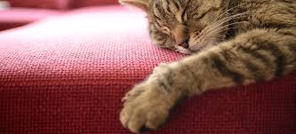 Hier können sie sich bereits im vorfeld über die verschiedenen eigenschaften der unterschiedlichen materialien informieren. Sofas Und Katzen Inspiration By Fashion For Home