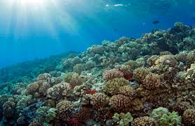 Maybe you would like to learn more about one of these? Hawai I Reef Resilience