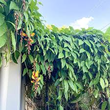 Image result for Thunbergia mysorensis