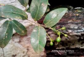 Image result for Scolopia