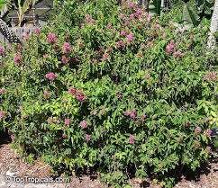 Image result for Ruspolia seticalyx