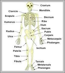 Bone basics and bone anatomyhave you ever seen fossil remains of dinosaur and ancient human bones in textbooks, television, or in person at a museum? Vx 1235 Body Bone Diagram Download Diagram