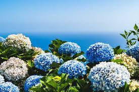Hydrangeas are versatile and easy to grow. The Best Hydrangea Trees And Bushes To Buy Just Trees Online