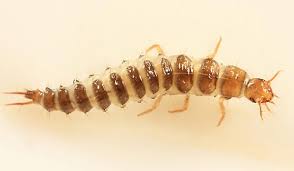 Black And Yellow Millipede India Aquatic Beetle Larva Beetle Larvae Image