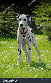 Image result for dalmatin