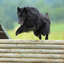 Résultat de recherche d'images pour "벨지안 블루"