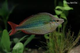 Obrazek Melanotaenia Trifasciata Duhovka Tripruha Freshwater Fish Fish Pet Fish