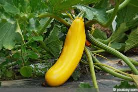 We did not find results for: Zucchinisorten Im Uberblick 32 Alte Und Neue Essbare Sorten Gartendialog De