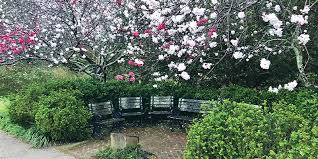 It brightens up the landscape and signals that spring has finally arrived. The Story Behind The Peppermint Peach Trees That Beguile Park Goers Each Spring Charleston Sc Charleston Magazine