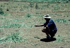 Image result for Polystachya leonardiana