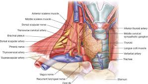 Diaphragmatic Pacing Thoracic Key