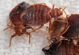 In a residents of lancaster have enjoyed mosquito control extermination service from samples exterminators since 2005. Home Paul S Aaa Pest Control
