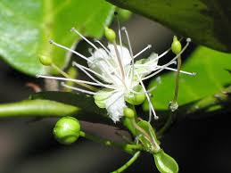 Image result for Scutia