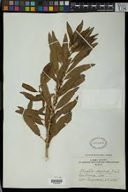 Image result for Clutia hirsuta