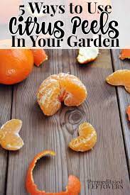 We did not find results for: 5 Ways To Use Citrus Peels In Your Garden This Summer