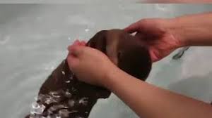 I was sad and i was scared for the safety of my children, living in a state filled with lakes, pools and surrounded on three sides by the sea. Baby Otter Swim For The First Time Youtube