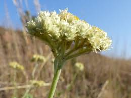 Image result for Helichrysum panduratum
