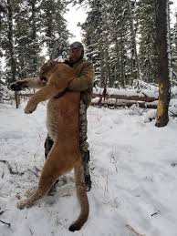 Maybe you would like to learn more about one of these? 7 Day Mountain Lion Hunt British Columbia Kanada Bookyourhunt Com