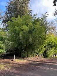 Image result for Pilea bambuseti