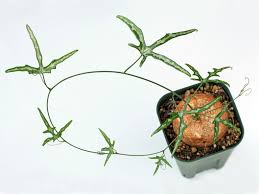 Image result for Adenia bequaertii