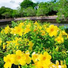 Image result for Allamanda