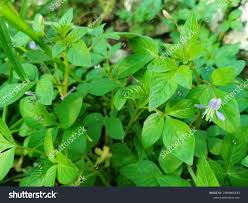 Image result for Cleome rutidosperma