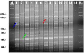 Image result for pseudomonas savastanoi pv nerii oleander symptoms