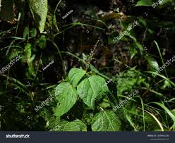 Image result for Alchornea occidentalis