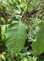 Image result for Culcasia orientalis