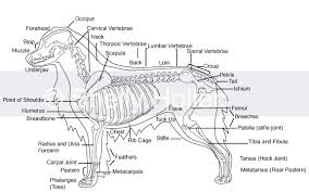 Well Bred Vs Byb Dog Skeleton Dog Forum Dog Drawing