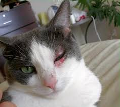 Pada kucing, kelopak mata ke tiga ini muncul ketika kucing dalam keadaan sangat rileks. Penyebab Mata Kucing Berair Cara Mengobatinya Republik Seo
