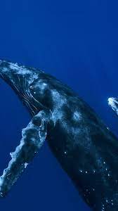 Whale Blue Art Nature Pattern Iphone 6 Wallpaper Download Iphone Wallpapers Ipad Wallpapers One Stop Patrones En La Naturaleza Ballena Azul Imagenes Para Pc
