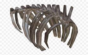 It is a very clean transparent background image and its resolution is 586x700 , please mark the image source when quoting it. Download Ribcage Dinosaurs Rib Cage Art Png Rib Cage Png Free Transparent Png Images Pngaaa Com