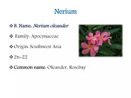 Image result for Sphaeropsis tumefaciens oleander symptoms