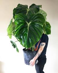 This Big Beaut Of A Philodendron Pastazanum Found A New Home With Urlocalplantboy We Can T Wait To See Progress Shots For House Plants Plants Cool Plants