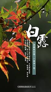 海报】今日白露：露从今夜白，夜自此日凉- 中国日报网