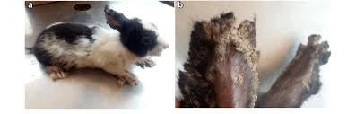 Image result for scabies rabbits ears