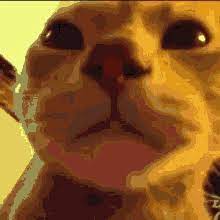 Cat Party Gifs Tenor