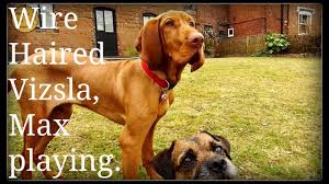 Long haired gene | gunfield hungarian vizslas. Wire Haired Vizsla Max At 6 Months Youtube