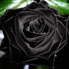 LA ROSA NEGRA FLORISTERÍA