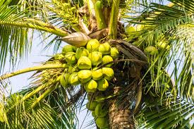 Maybe you would like to learn more about one of these? Coconut Palm Tree 2798537 Stock Photo At Vecteezy