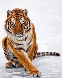 Amur Tiger Photo By Suhaderbent Wildlives Animals Cute Animals Wild Cats