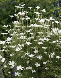 Image result for Agrostemma