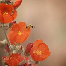 Scarlet globe mallow is highly drought. Beesinyourbackyard On Twitter Sphaeralcea Globe Mallow Is A Great Bee Plant Attracting Both Large And Small Bees As Well As Specialists And Generalists Https T Co Qytmtgs8yc