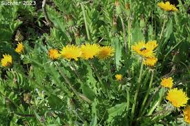 Image result for Taraxacum