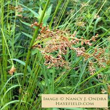 Image result for Juncus exsertus