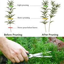 Image result for rosemary pruning