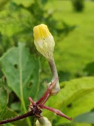 Image result for Ceropegia schultzei